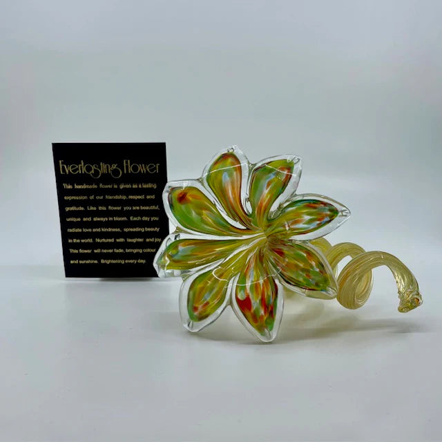 Everlasting Glass Flower - Multicolour