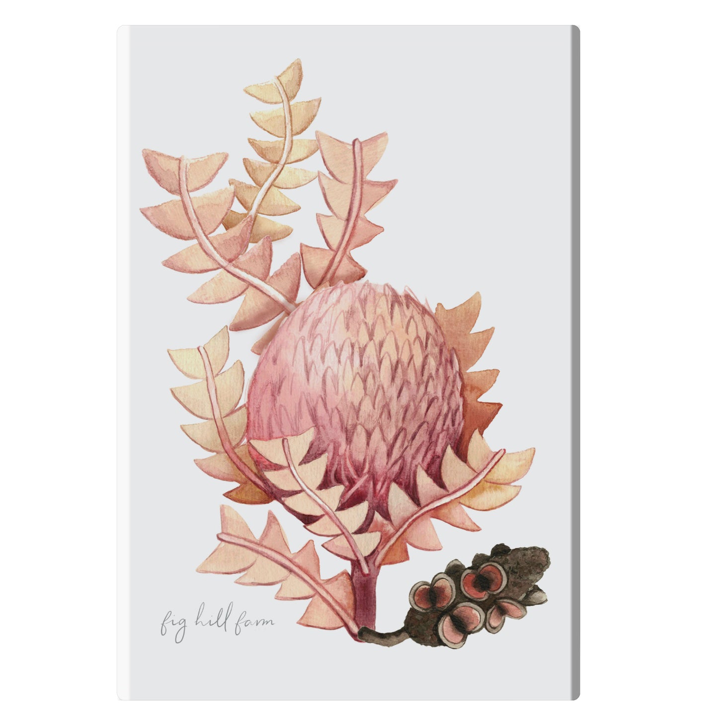 Fig Hill Farm Magnet Morning Banksia