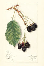 Load image into Gallery viewer, Scented Sachet Rubus